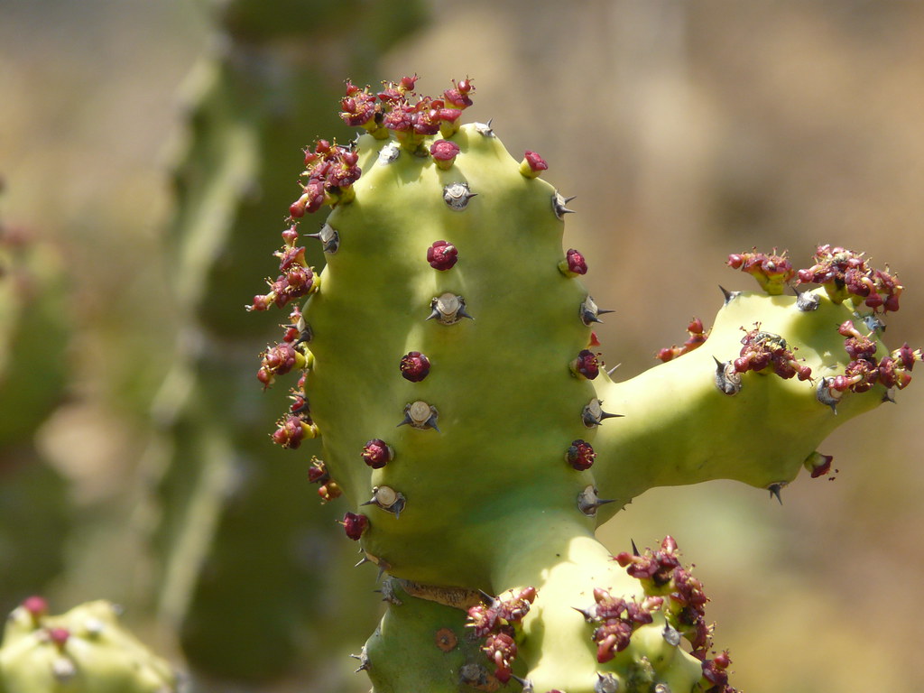 Snuhi (Euphorbia neriifolia) in surgical and para-surgical wound management of Dushta Vrana